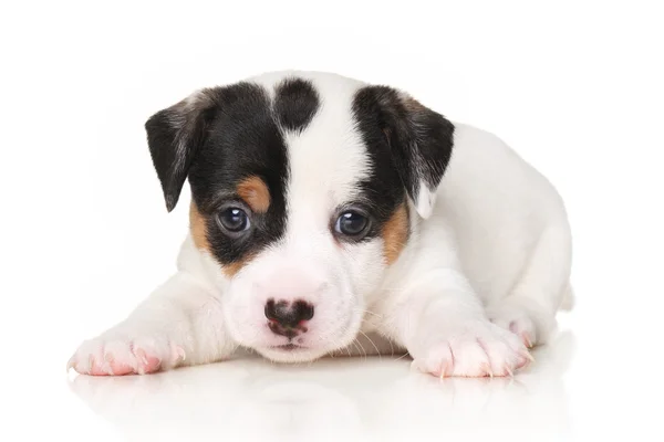 Jack Russell köpek yavrusu Close-Up — Stok fotoğraf