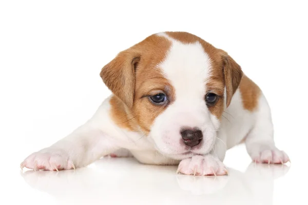 Jack Russell terrier yavrusu — Stok fotoğraf