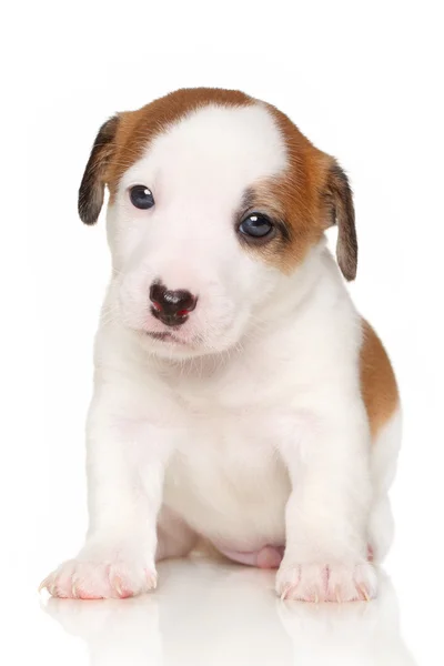 Jack russell terrier valp — Stockfoto