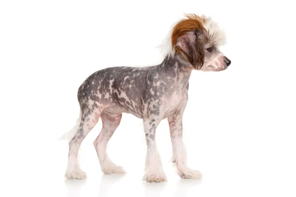 Chinese crested valp på vit bakgrund — Stockfoto