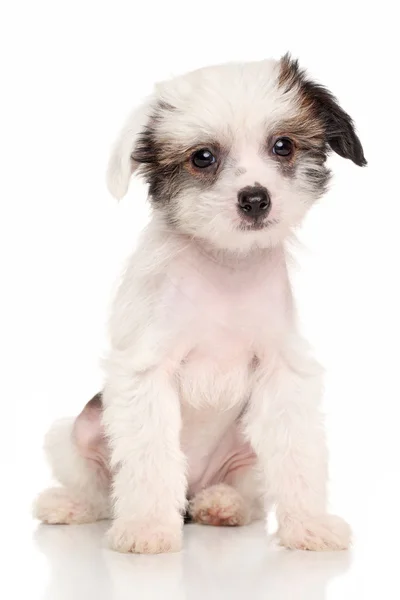 Chinese Crested puppy — Stock Photo, Image