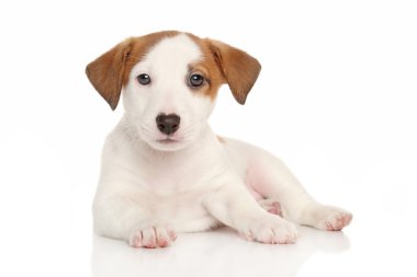 jack Russell terrier yavrusu