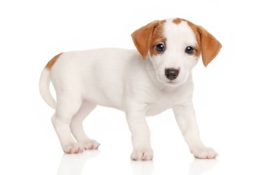 jack Russell terrier yavrusu