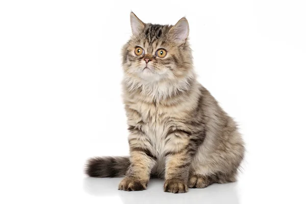 Gatinho persa no fundo branco — Fotografia de Stock