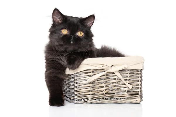 Персидский котёнок лежит в корзине — стоковое фото