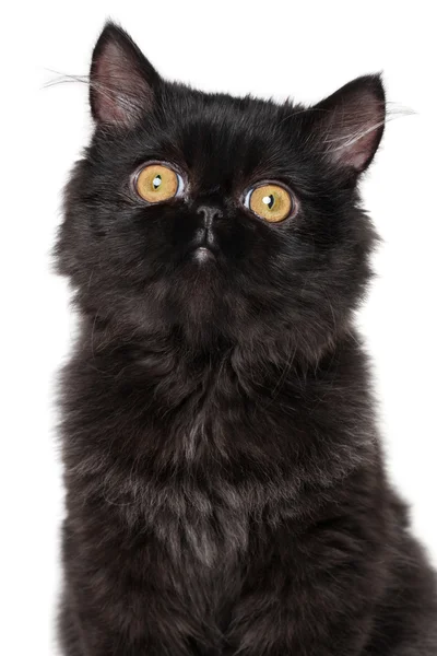 Nahaufnahme eines schwarzen persischen Kätzchens — Stockfoto
