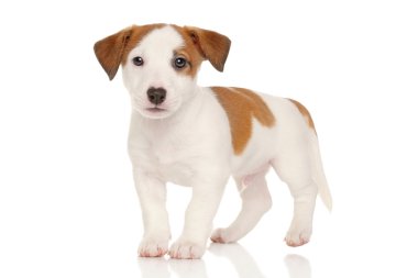 jack Russell terrier yavrusu