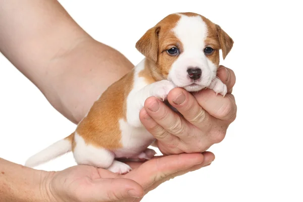 Jack russell Terriër pup — Stockfoto