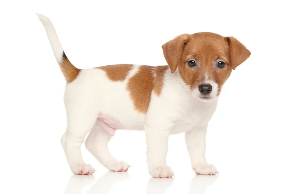Jack russell puppy — Stock Photo, Image