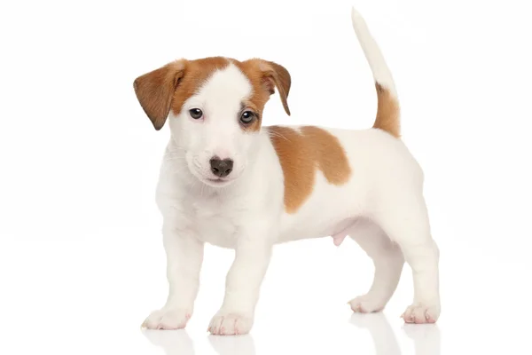 Jack russell terrier valp — Stockfoto