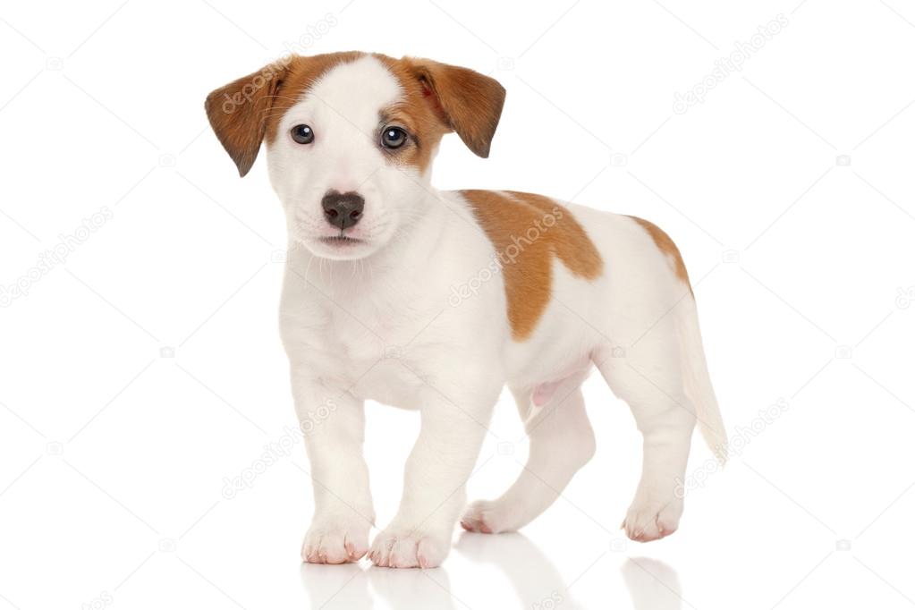 Jack russell terrier puppy