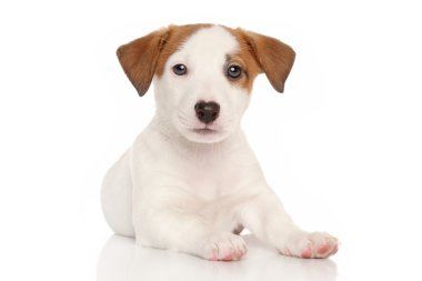 jack Russell terrier yavrusu