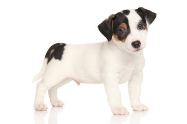 jack Russell terrier yavrusu