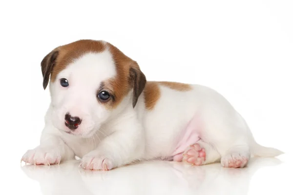 Jack Russell cachorrinho — Fotografia de Stock