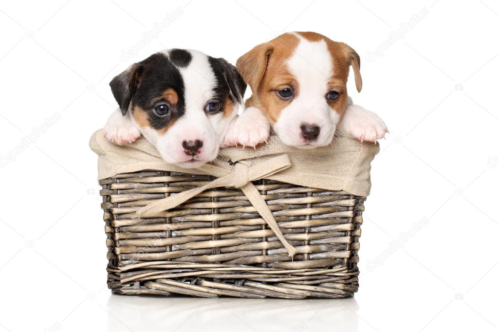 Jack Russell puppies in basket
