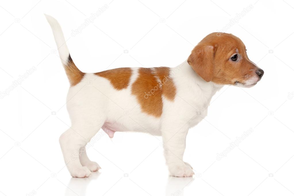 Jack russell terrier puppy