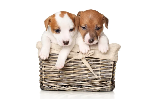 Close-up de filhotes de cachorro Jack Russell — Fotografia de Stock