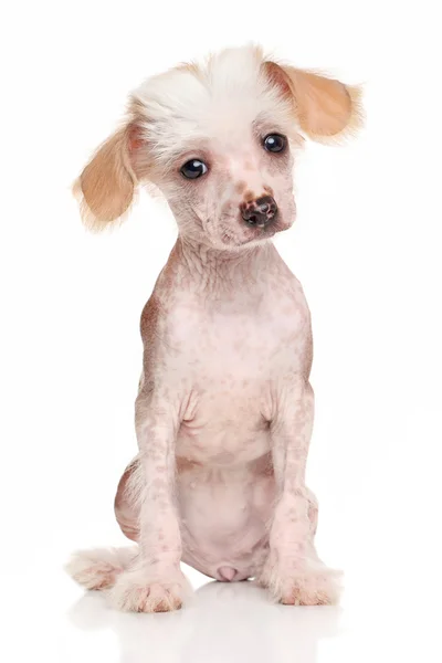 Chinese crested puppy — Stockfoto