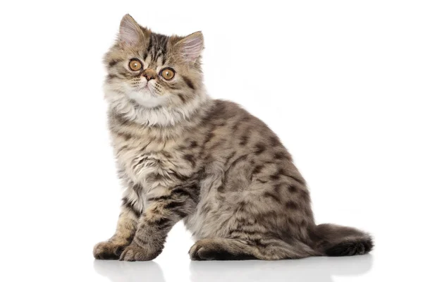 Gattino persiano davanti allo sfondo bianco — Foto Stock