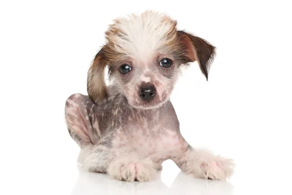 チャイニーズ ・ クレステッド ・子犬の横に — ストック写真