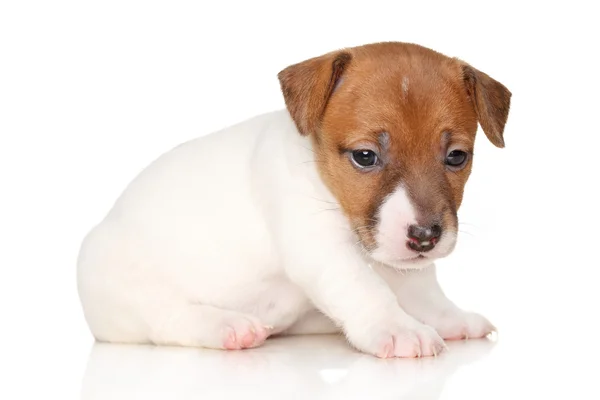 Jack Russell terrier catelus — Fotografie, imagine de stoc