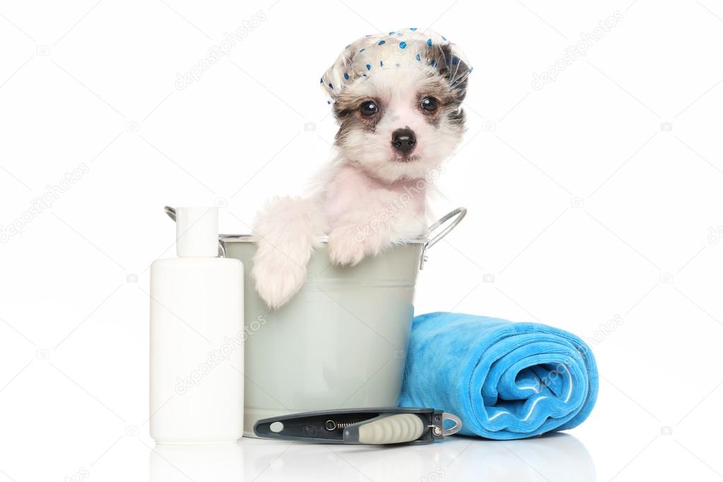 Chinese crested puppy sitting in in the bath bucket