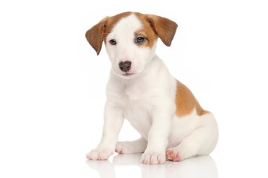 jack Russell yavrusu