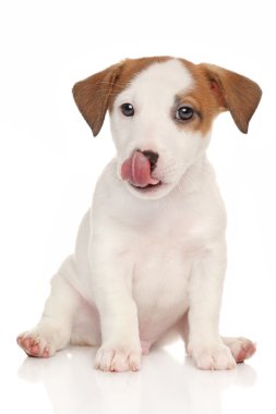 jack Russell terrier yavrusu