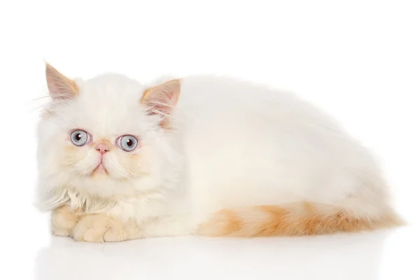 Gatto persiano — Foto Stock