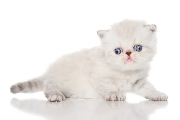 Beyaz arka plan üzerinde Farsça kedi yavrusu — Stok fotoğraf