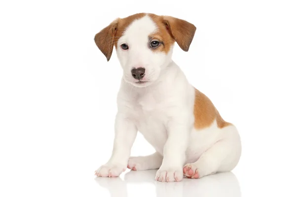 Jack Russell cachorrinho — Fotografia de Stock