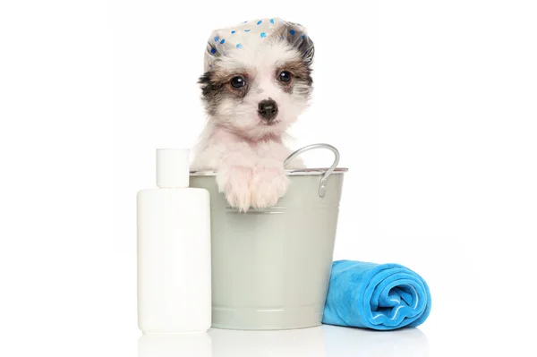 Chinese Crested dog puppy in the bath bucket — Stock Photo, Image