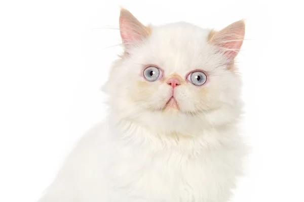Close-up of Persian cat — Stock Photo, Image