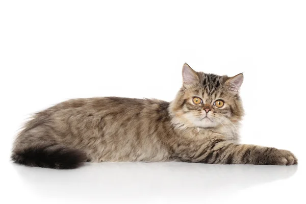 Gato persa perezoso — Foto de Stock