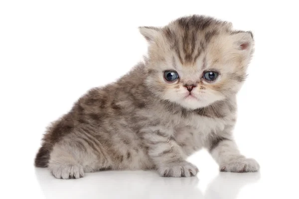 Persisches Kätzchen auf weißem Hintergrund — Stockfoto