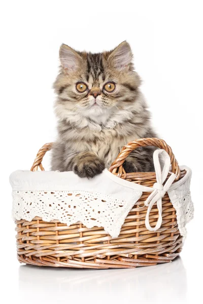 Chaton persan assis dans le panier sur un fond blanc — Photo