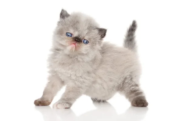 Персидский котенок на белом фоне — стоковое фото