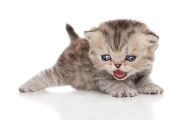 Gatito persa sobre fondo blanco —  Fotos de Stock