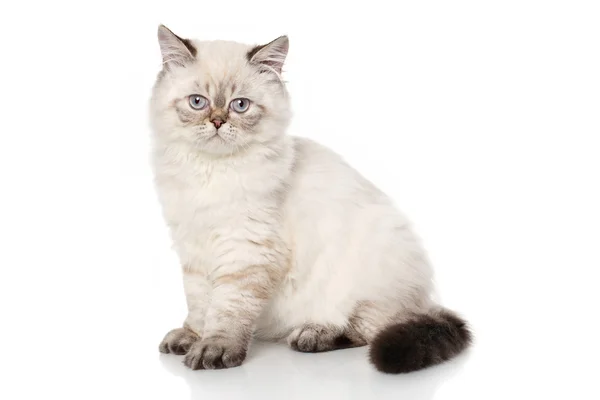 Персидская короткошерстная кошка — стоковое фото