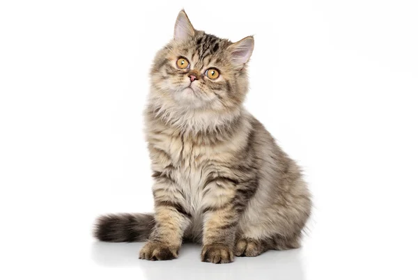 Персидская короткошерстная кошка — стоковое фото