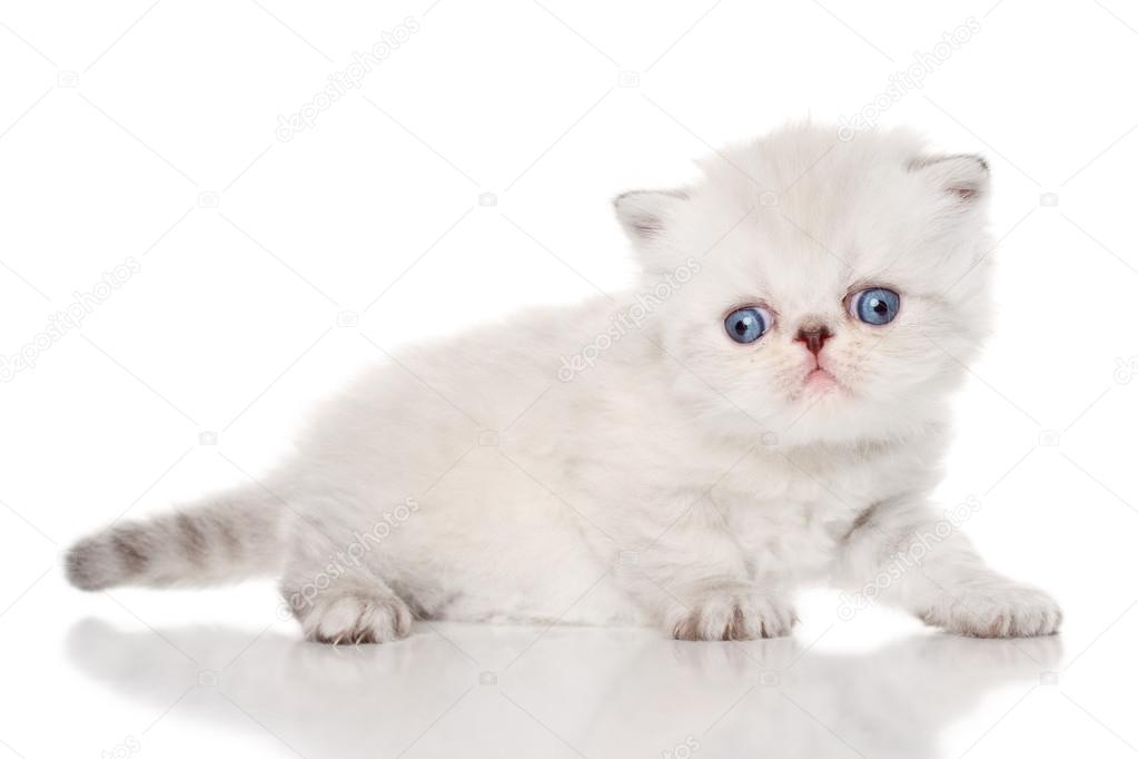 Persian kitten on white background