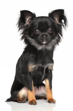 uzun saçlı chihuahua