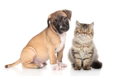 Köpek ve kedi beyaz arka plan üzerinde