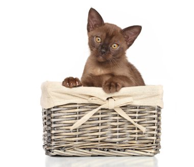 Sepeti de Burmese kedi