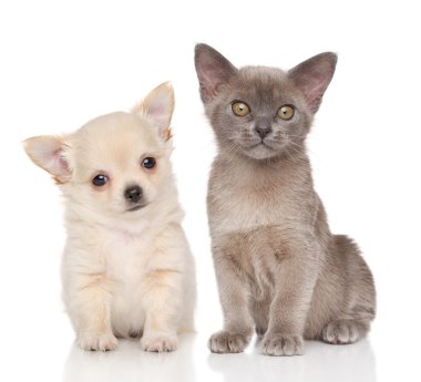 Köpek ve kedi beyaz arka plan üzerinde