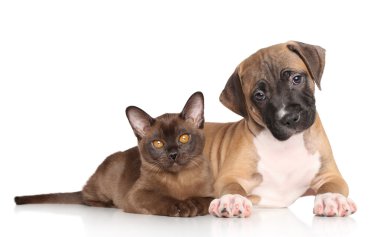 köpek ve kedi