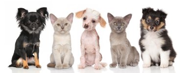 Kukla ve yavru kedi beyaz grup