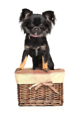 Sepet içinde Chihuahua
