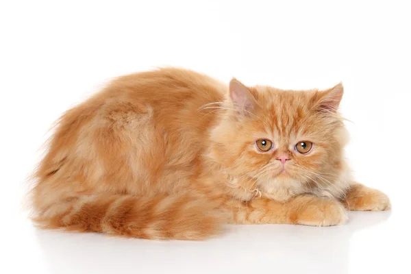 Gato persa gengibre — Fotografia de Stock