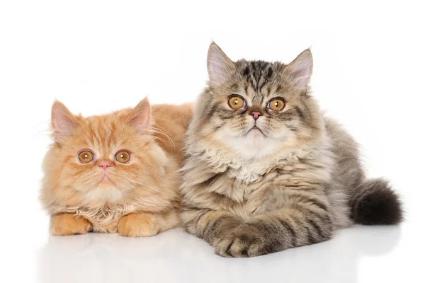 Par de gatos persas — Foto de Stock